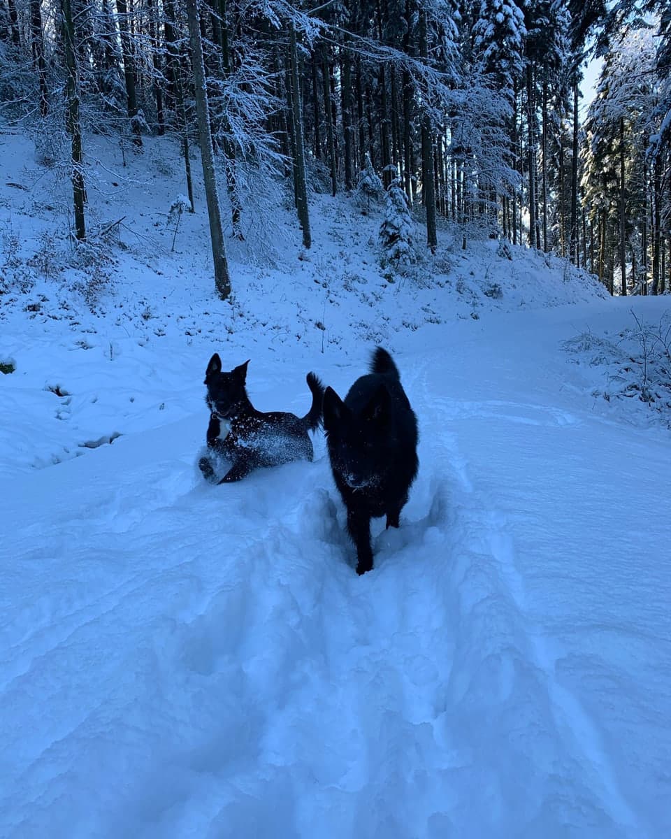 Tiere in der Natur — Begleitung und Präsenz