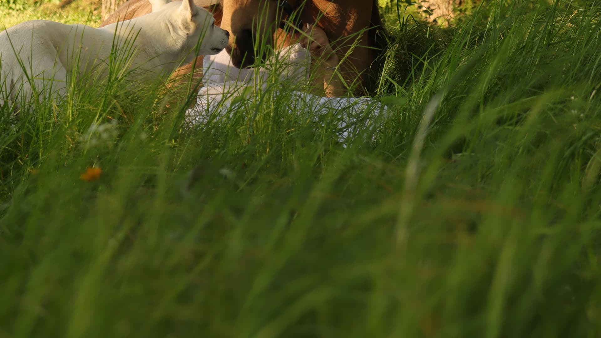 Ruhige Begegnung zwischen Mensch, Pferd und Natur