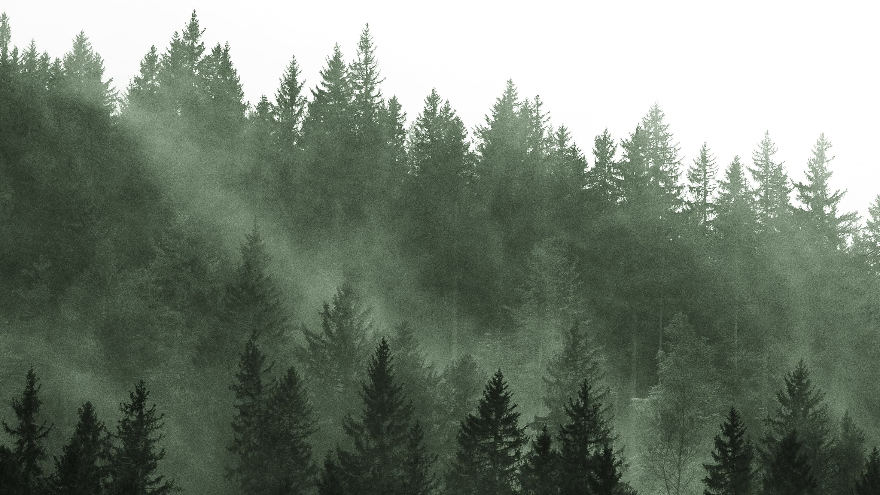 Nebelverhangener Tannenwald im Schwarzwald im Morgenlicht