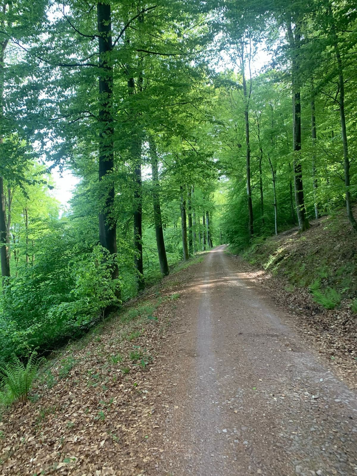 Waldweg — Natur als Regulationsraum