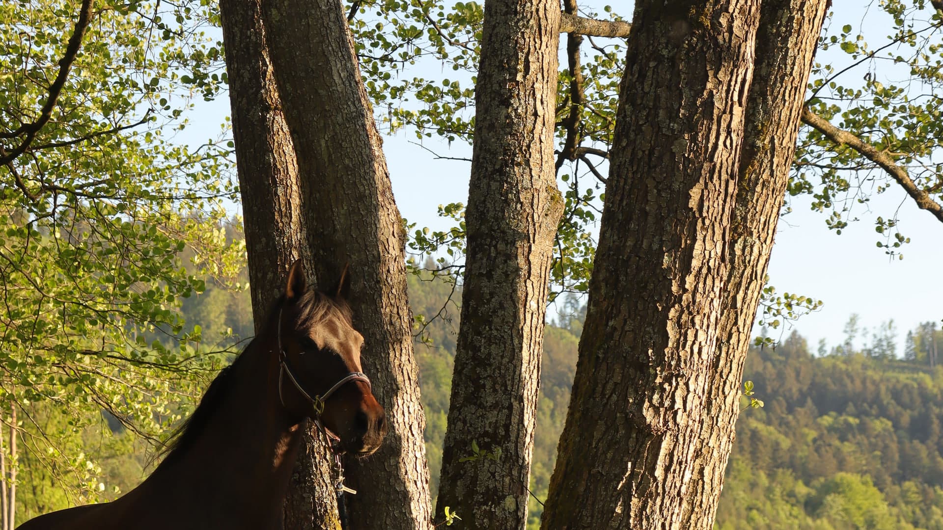 Therapiepferd in der Schwarzwaldlandschaft