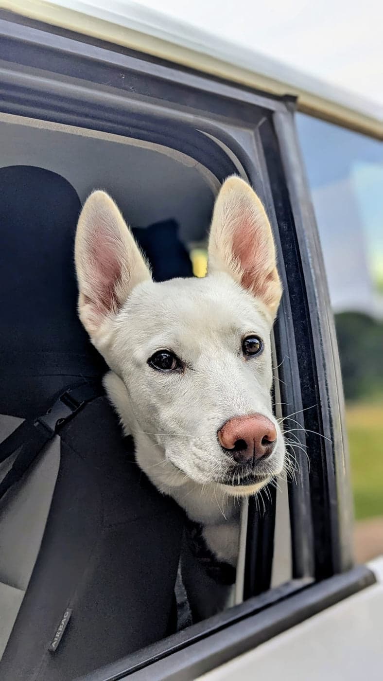 Juna, Praxishund, im Auto auf dem Weg zum Einsatz