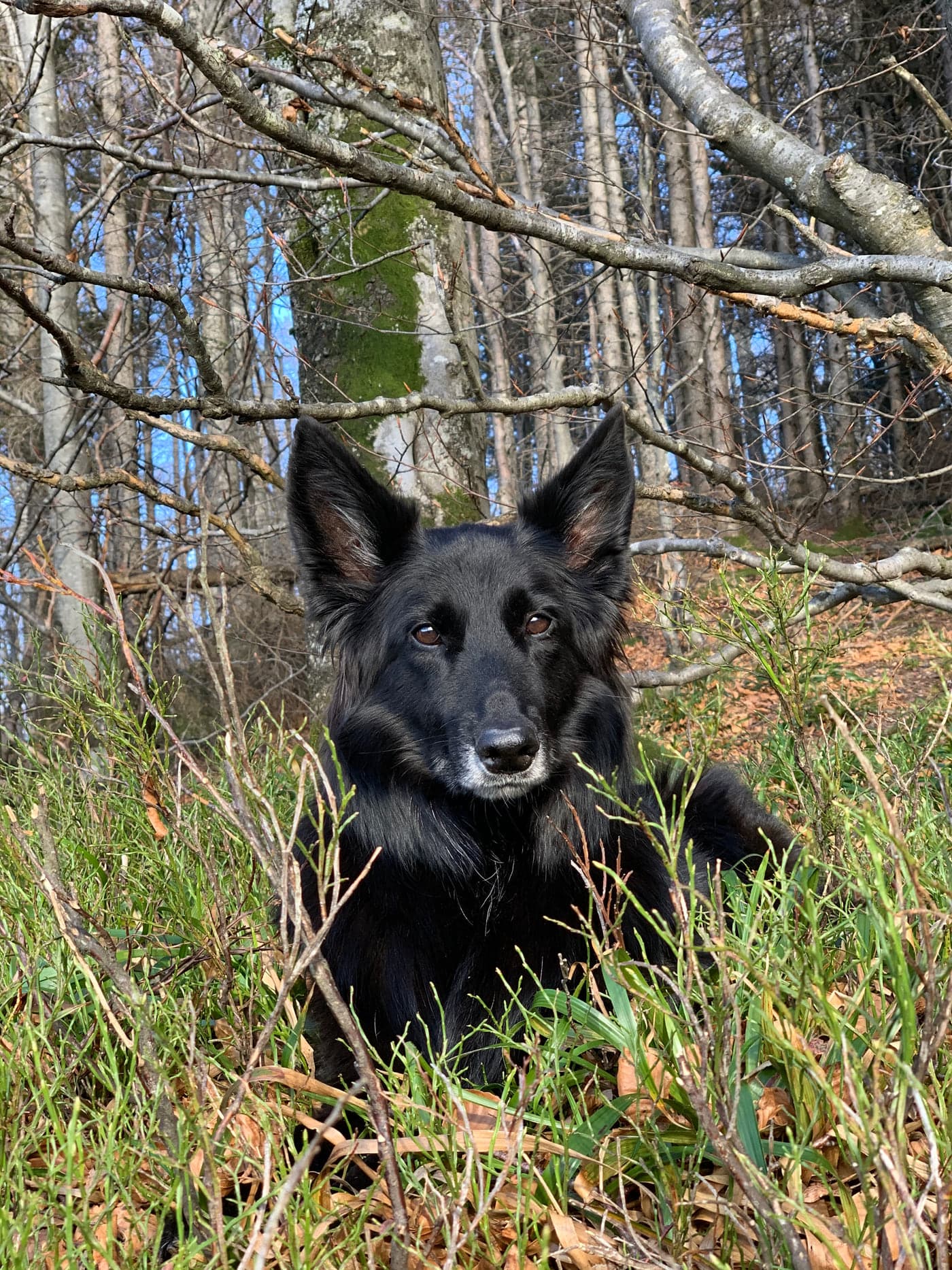 Mia, Praxishund, im Wald
