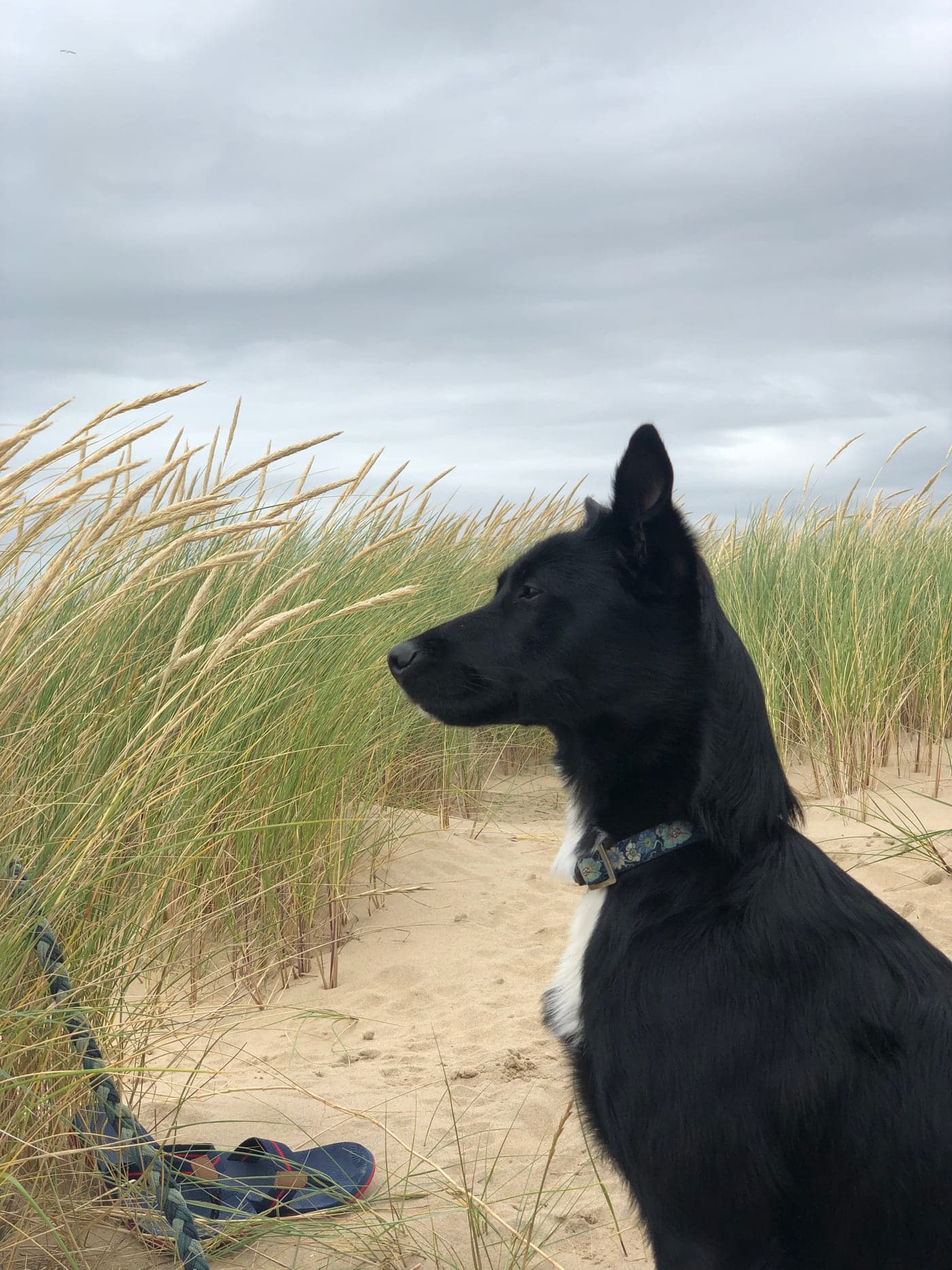 Naila, Praxishund, in den Dünen