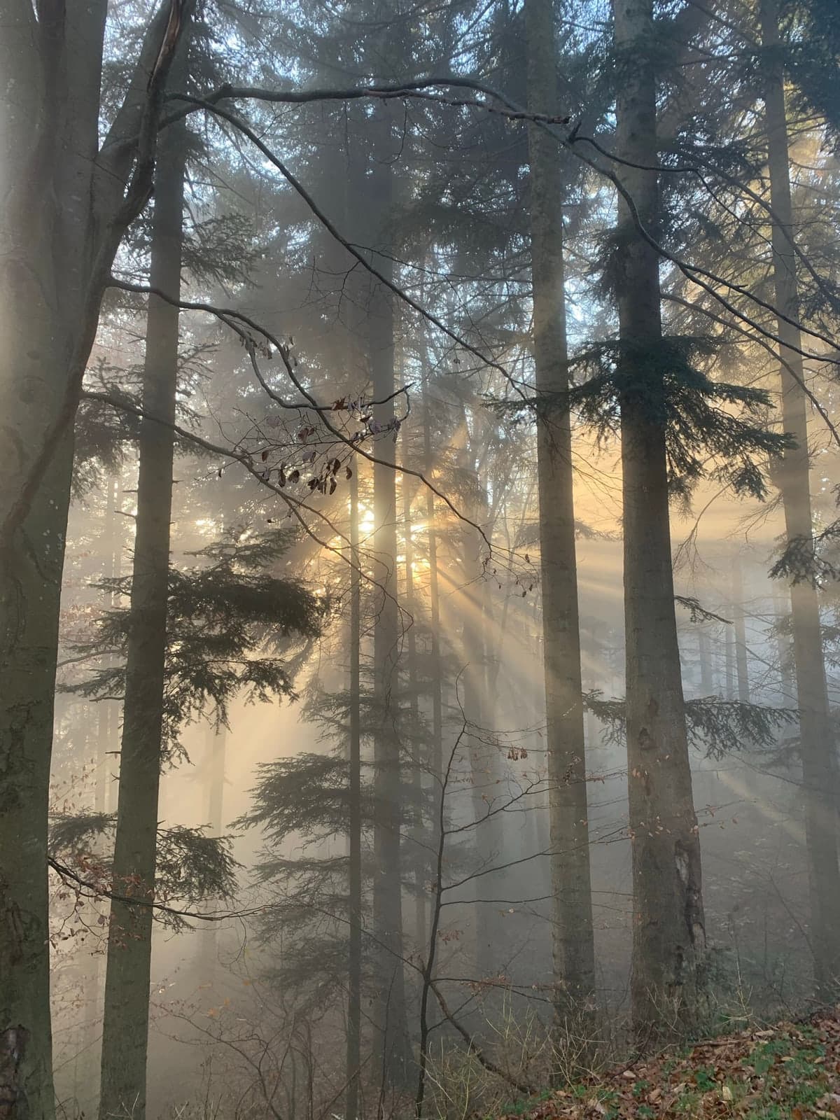 Nebelwald mit Sonnenstrahlen — Natur als Regulationsraum